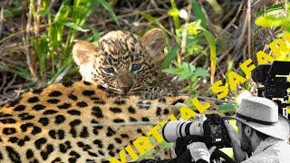 Leopard Cubs and Roaring Lions—An Unforgettable Virtual Safari! Virtual Safari #248