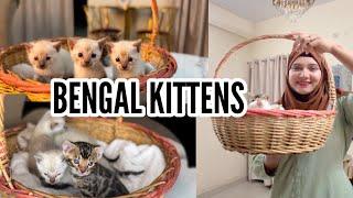 BENGAL KITTENs | new born bengal kittens | catsbae cattery | 8446853378