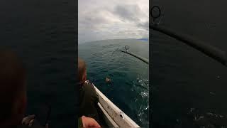 Страшная и одновременно красивая рогатая рыбина #камчатка  #fishing #рыбалка #россия #fish