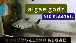 Algae Control = Red Flagtail + UV