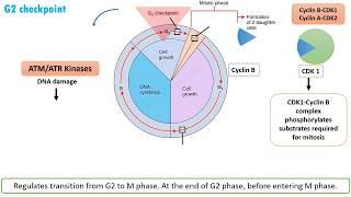 Cell Cycle Regulation and Checkpoints|| G1, G2 and M Checkpoint Regulation in 9 minutes