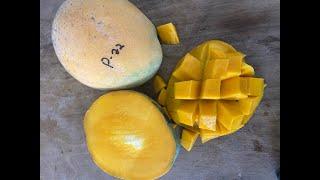 P22 Mango - Tasting Florida Grown Mangos