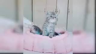 #beautiful and #funniest  #cat #cat_video ️️ #fadia_kaoutar_kaoutar