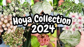 Hoya Collection 2024  ALL OF THEM 