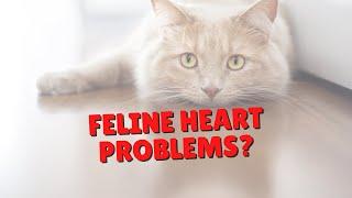 Helping Cats With Heart Issues | Two Crazy Cat Ladies