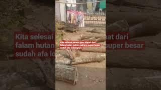 Panen pohon gaharu super sudah berlobang pasti banyak isi Gubal gaharu #shorts #viral #video#fyp