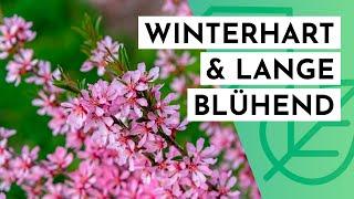 20 winterharte & langblühende STRÄUCHER für DEINEN Garten (max. 2m hoch)