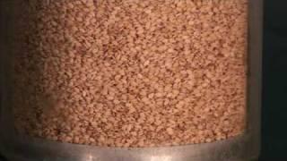 Sesame Seed Oil Extraction