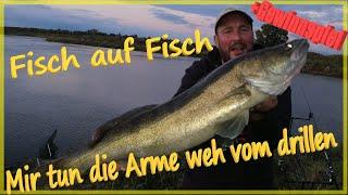 Angeln am Fluss, hier steht alles voll Fisch und Holle muss in den Knast   #Elbeangeln #Elbe