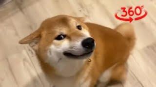 Shibe got the 360 vision