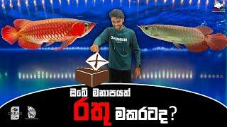 Super red arowana in Sri Lanka  | මමත් දැක්කේ පළවෙනිපාරට​ !! #vlog_no_5