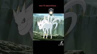 Все 11 хвостатых