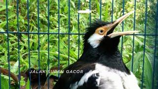 Jalak Suren Gacor Isian Mewah Full Komplit untuk Pancingan dan Masteran burung Juara