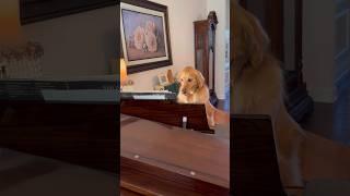 My dog learned how to play the piano!