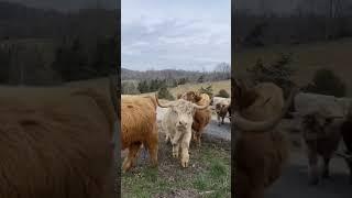 Moving day…#summershadefarms #kentucky #farmlife #homestead #highlandcow #rotationalgrazing