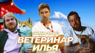 ВЕТЕРИНАР ИЛЬЯ  x СИБА-ИНУ ( SHIBA INU)