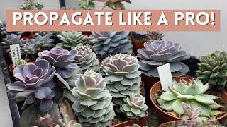 BEST Way To Propagate Succulents Fast! // Angels Grove Gardening