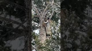 MOUNTAIN LION CLIMBS TREE! #hounds #tree #puma #pantera #mountains #snow #hunting #hunt #cats #dogs