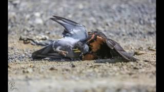 Aplomado Falcon Hunting (falconry)