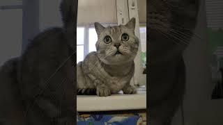 Навигатор трогал? #смехдослез #cat #видосыоткота #юмор #веселыекоты #кот #котики #смешновидео