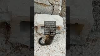 Whisker Wisdom The Amazing Reproductive Cycle of Female CatsAs cat lovers we often...