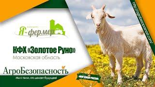 "Я-фермер". Золотое Руно. Московская область