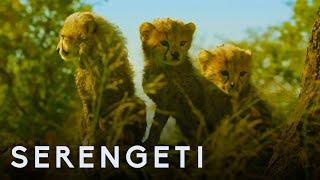 Serengeti: First Look Trailer | New John Boyega Series | BBC Earth