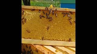 магазинная рамка мёда. #bee #пчеловодство #мед #пасека