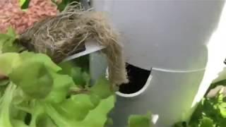 Tower Garden Clips 4 Lettuce