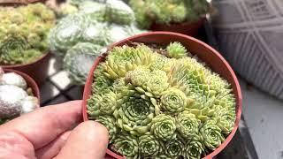 Easy to care succulents! Sempervivum variety @California Cactus Center