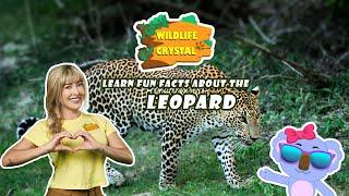 Leopard Facts