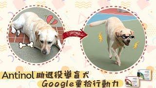 【毛城城開箱】Antinol 助退役導盲犬 Google 重拾行動力