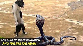 Akala ng Ahas na ito Kaya Niya Ang Pusa / Ahas na Kinalaban Ang Maling Kalaban