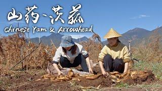 「寻根食记」——软糯沙甜的山药与茨菰【滇西小哥】