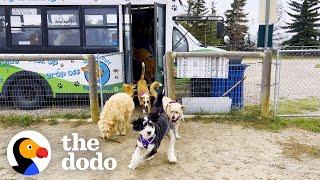 Guy Drives A School Bus Full Of Dogs | The Dodo