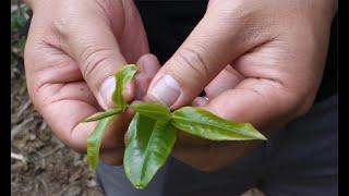 老徐谈茶295：海拔对茶品质有何影响？高山云雾就一定会出好茶？