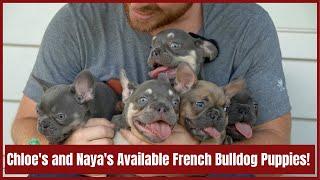 Chloe's and Naya's Available French Bulldog Puppies!