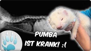 Pumba ist Krank!! :( | Frettchen ist Krank | Die Krankheit von Pumba | Sazus Fellnasen