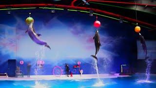 Best of the Dubai Dolphin Show