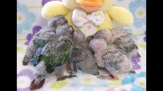 3 week old Green Cheek Conure Babies -- Rainbow Parrots Aviary