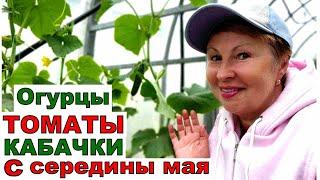 На севере едим огурцы, томаты, кабачки с середины мая. Дождаться теперь картофеля.