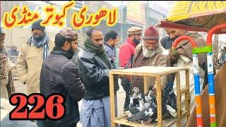 226) lari ada kabootar mandi || lahore big birds market || کبوتر منڈی | @amjadaliofficial528