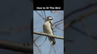 Can you identify this woodpecker?