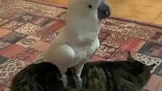 A bird standing on a cat and barking like a dog. Why not?