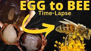 Incredible EGG to BEE Transformation Time-Lapse!