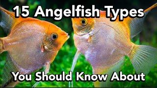 15 Angelfish Types You Should Know About