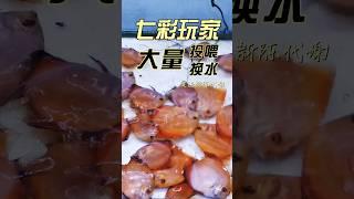 七彩玩家神操作 大量投喂，大量换水