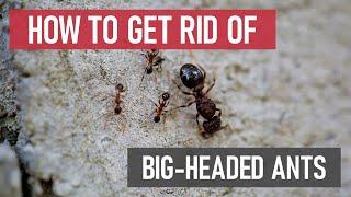 How to Get Rid of Bigheaded Ants [DIY Ant Control]