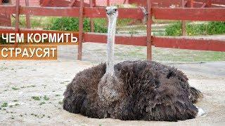 Ферма Русский Страус. Татьяна Вострикова. О кормлении страусят