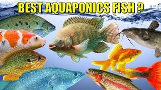 The BEST Fish For Aquaponics? 